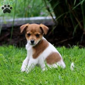 Sara, Fox Terrier Mix Puppy