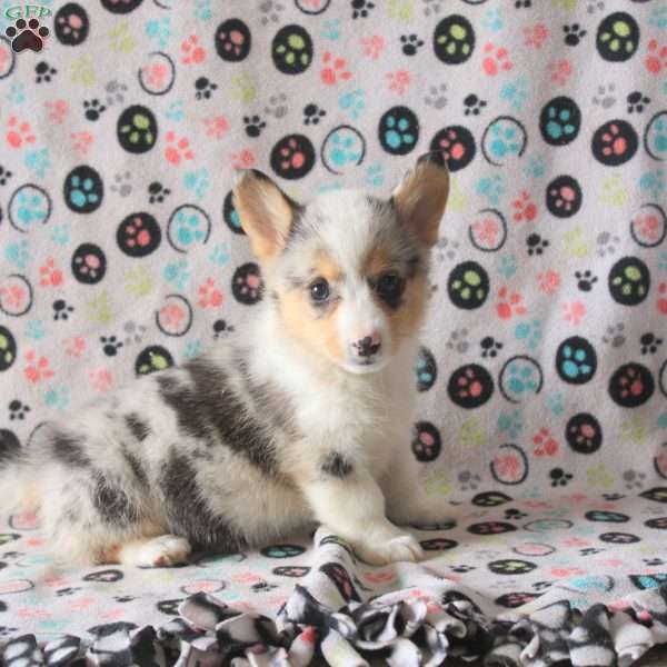 Sarah, Pembroke Welsh Corgi Puppy