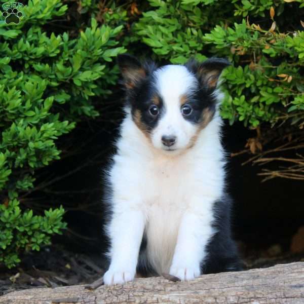 Sarah, Sheltie Puppy