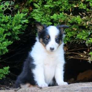 Sarah, Sheltie Puppy