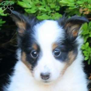 Sarah, Sheltie Puppy