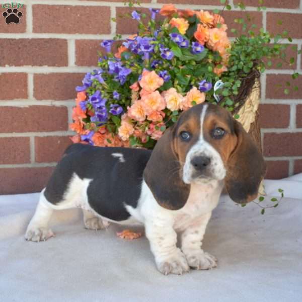 Sarge, Basset Hound Puppy