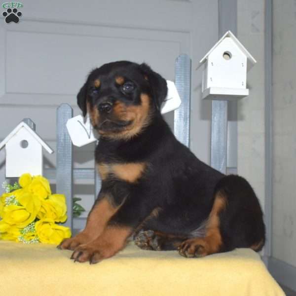 Sarge, Rottweiler Puppy