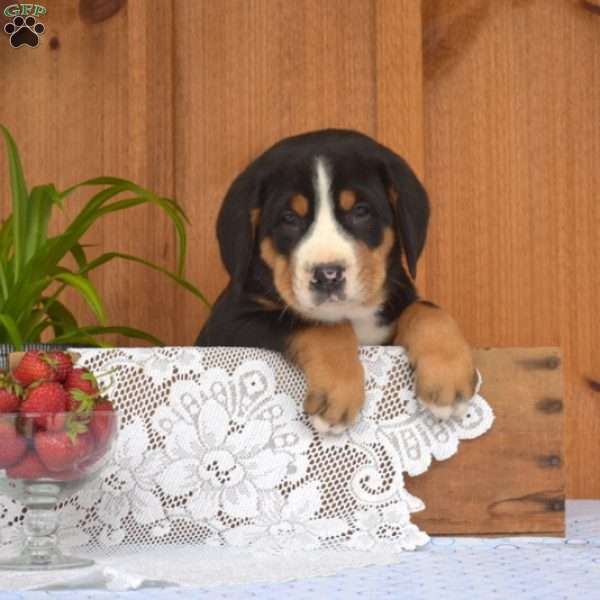 Sarge, Greater Swiss Mountain Dog Puppy