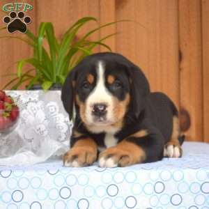 Sarge, Greater Swiss Mountain Dog Puppy