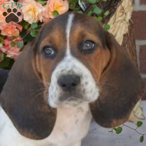 Sarge, Basset Hound Puppy