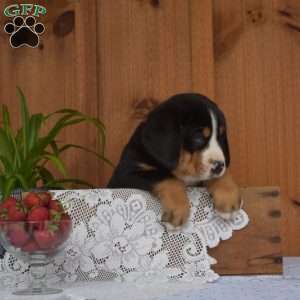Sarge, Greater Swiss Mountain Dog Puppy