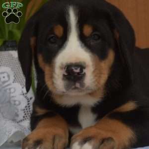 Sarge, Greater Swiss Mountain Dog Puppy