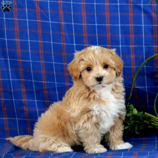 Sasha, Maltipoo Puppy