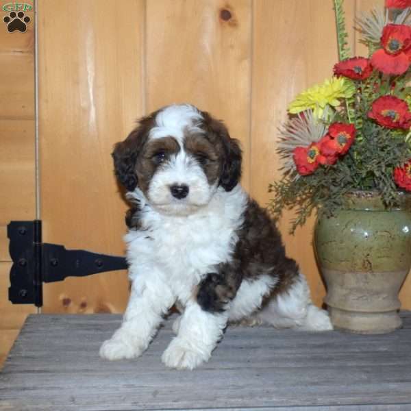 Sassy, Mini Bernedoodle Puppy
