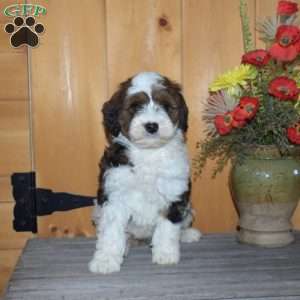 Sassy, Mini Bernedoodle Puppy