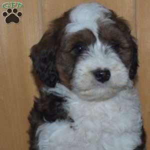 Sassy, Mini Bernedoodle Puppy