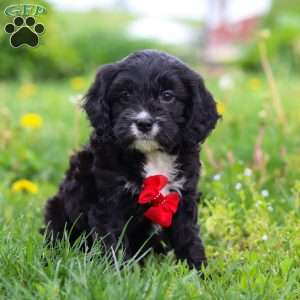 Sawyer, Cavapoo Puppy