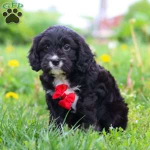 Sawyer, Cavapoo Puppy