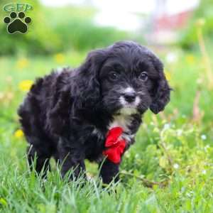 Sawyer, Cavapoo Puppy