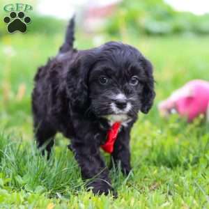 Sawyer, Cavapoo Puppy