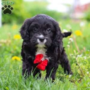 Sawyer, Cavapoo Puppy