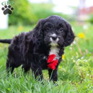 Sawyer, Cavapoo Puppy