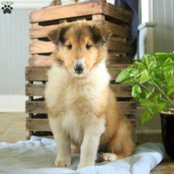 Sawyer, Collie Puppy