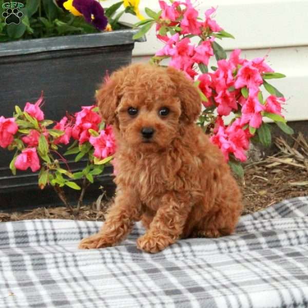 Sawyer, Toy Poodle Puppy