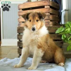 Sawyer, Collie Puppy