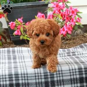Sawyer, Toy Poodle Puppy