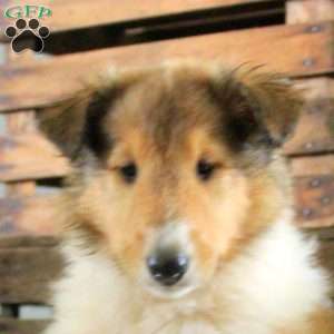 Sawyer, Collie Puppy