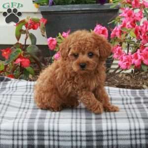 Sawyer, Toy Poodle Puppy