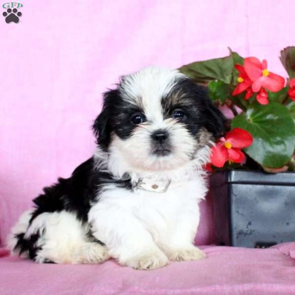 Scamper, Shih Tzu Puppy