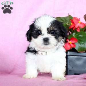 Scamper, Shih Tzu Puppy
