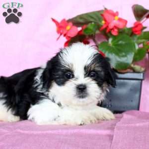 Scamper, Shih Tzu Puppy