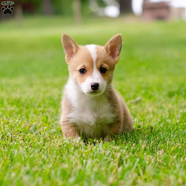 Scarlett, Pembroke Welsh Corgi Puppy