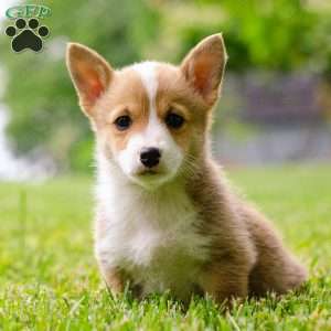 Scarlett, Pembroke Welsh Corgi Puppy