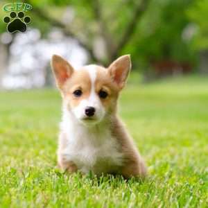 Scarlett, Pembroke Welsh Corgi Puppy