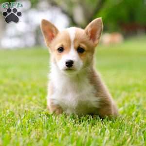 Scarlett, Pembroke Welsh Corgi Puppy