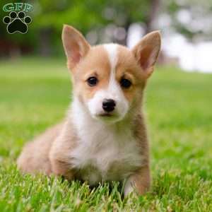 Scarlett, Pembroke Welsh Corgi Puppy