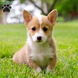 Scarlett, Pembroke Welsh Corgi Puppy