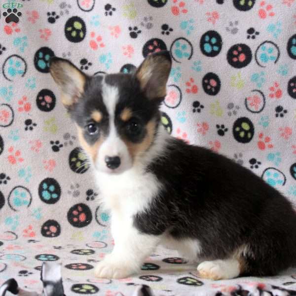 Scarlett, Pembroke Welsh Corgi Puppy
