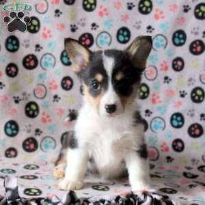 Scarlett, Pembroke Welsh Corgi Puppy