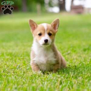 Scarlett, Pembroke Welsh Corgi Puppy