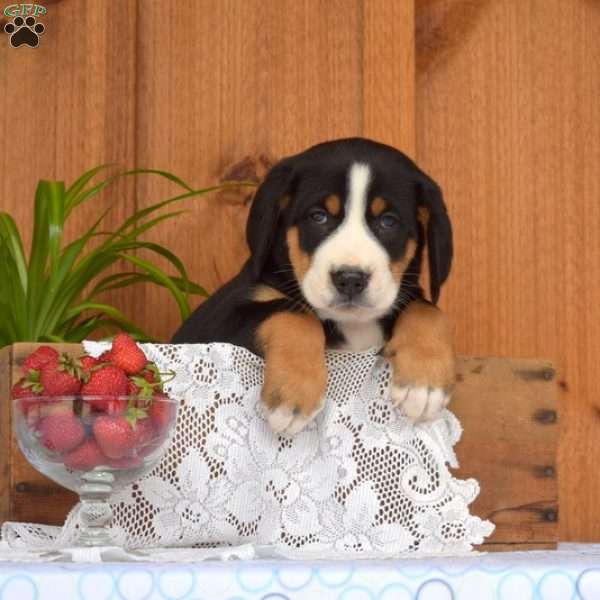 Scarlette, Greater Swiss Mountain Dog Puppy