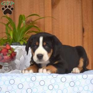 Scarlette, Greater Swiss Mountain Dog Puppy