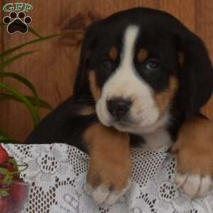 Scarlette, Greater Swiss Mountain Dog Puppy