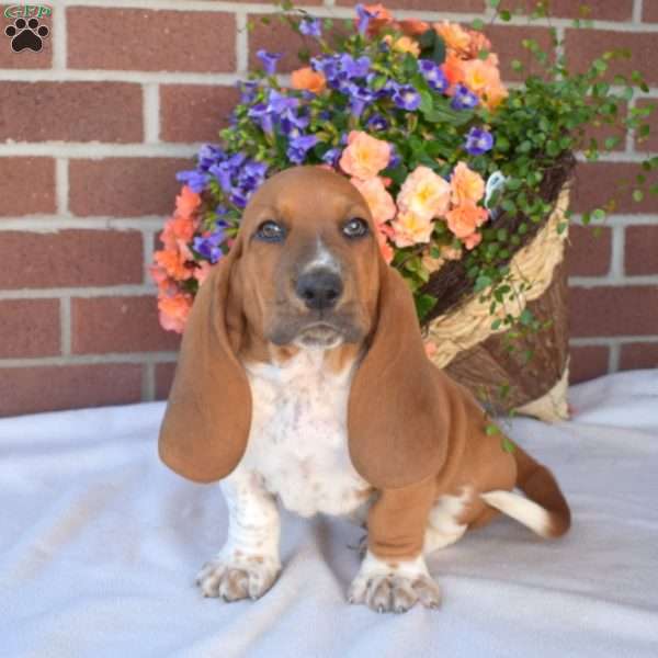 Scoops, Basset Hound Puppy