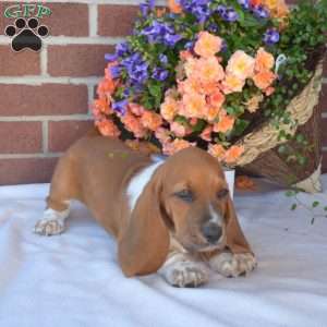 Scoops, Basset Hound Puppy