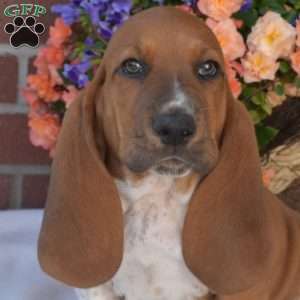 Scoops, Basset Hound Puppy
