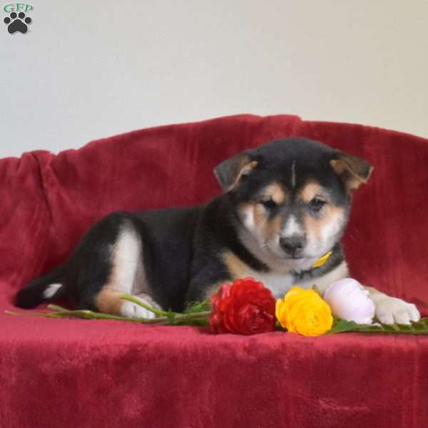 Scooter, Shiba Inu Puppy