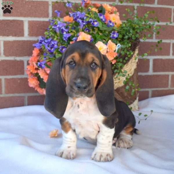 Scout, Basset Hound Puppy