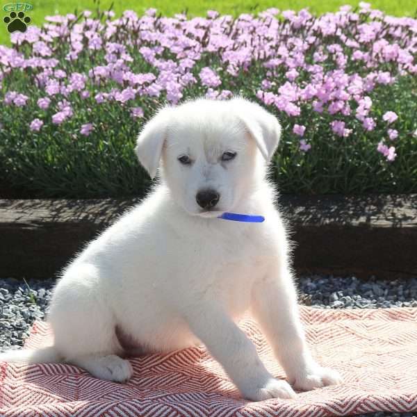 Scout, German Shepherd Puppy