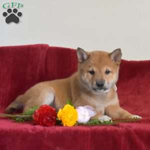 Scout, Shiba Inu Puppy